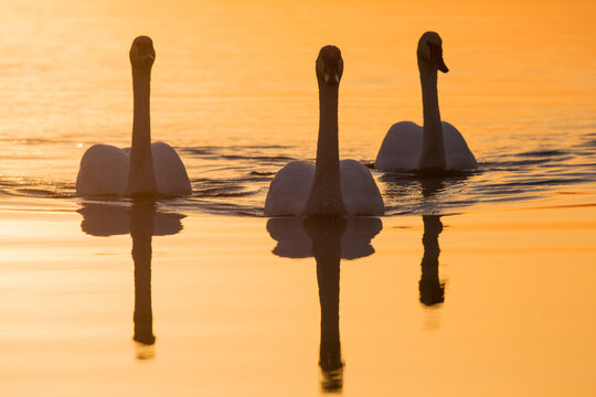 00758-01416 Trumpeter Swans (Cygnus buccinator) in wetland at sunrise, Marion Co., IL