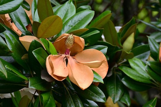 Evergreen magnolia ( Magnolia grandiflora ). It produces large white flowers in early summer, and the fruit that follows is an elliptical aggregate fruit.