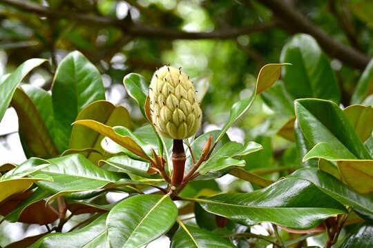 Evergreen magnolia ( Magnolia grandiflora ). It produces large white flowers in early summer, and the fruit that follows is an elliptical aggregate fruit.