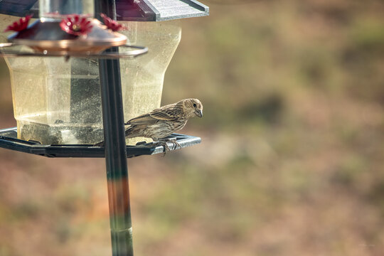 Female or juvenile House Finch (Haemorhous mexicanus) perched on a plastic seed bird feeder. Clean backyard wildlife photography featuring soft brown and green bokeh background with generous copy spac