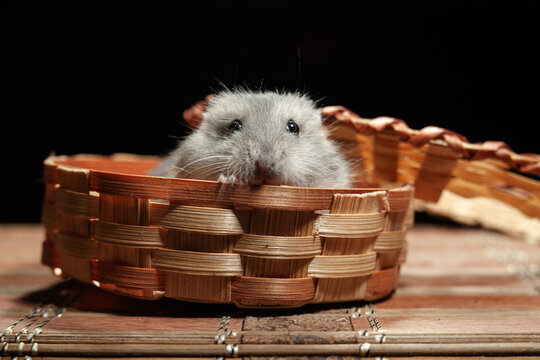 Hamster sitting in a small woven basket inside a dark room