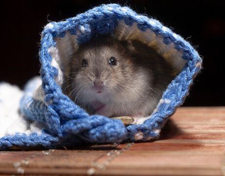 Hamster resting in a blue knitted pouch on a wooden surface