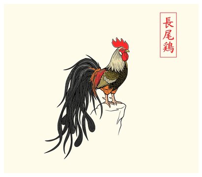 Japanese Onagadori rooster perched on a rock illustration with Kanji calligraphy, traditional woodblock print style long tailed chicken vector