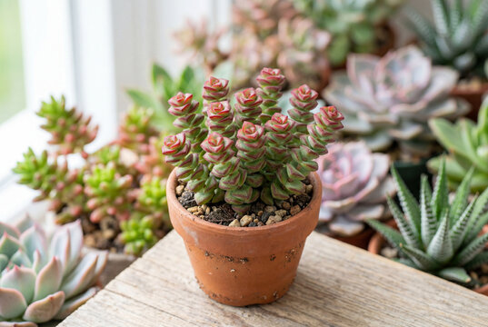 Potted crassula succulent plant with green and red leaves in a terracotta pot on a wooden surface