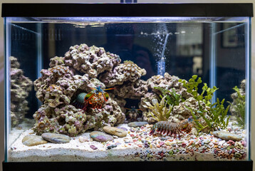 Fototapeta premium Mantis shrimp in saltwater aquarium tank with live rock and corals