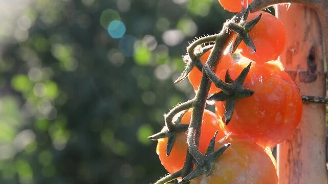 Water spraying on fresh red cherry tomatoes on vine in sunlight