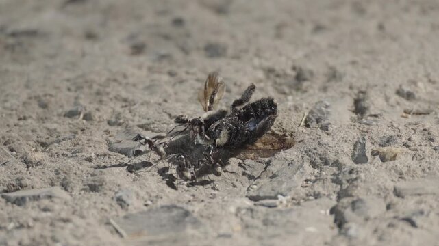 Sunlit wide angle macro shot of black carpenter ants swarming a dead carpenter bee
