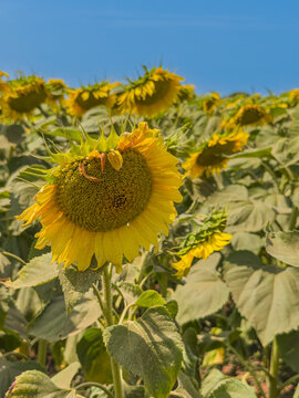 Vibrant blooming sunflower under bright blue sky