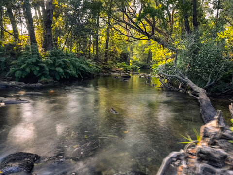 Lush forest view of Rio Ancora river in Portugal