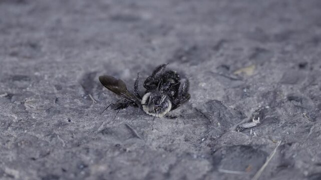 Macro wide shot of black carpenter ants harvesting a dead carpenter bee