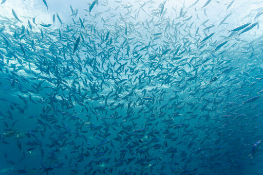Underneath view of a huge school of barracuda fish