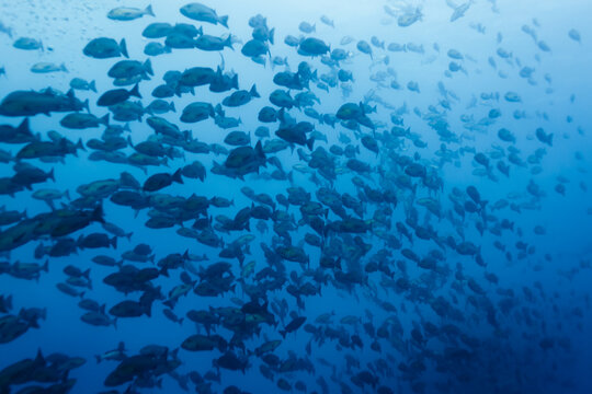 Large school of groupers swimming over coral reef