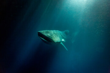 A whale shark (Rhincodon typus) swims in the dark ocean water, illuminated by light from above. © Pete Niesen Photo