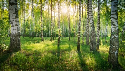 Fototapeta premium Summer Nature Birch Forest Landscape Scenic Background