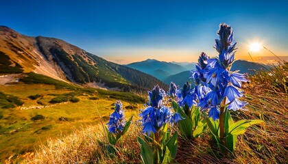 A Close Up Of Blue Willow Gentian Gentiana Asclepiadea Flowers Blooming In The Tatra Mountains © Donald