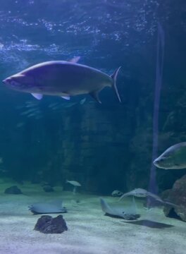Divers poissons nageant dans un immense aquarium sous-marin