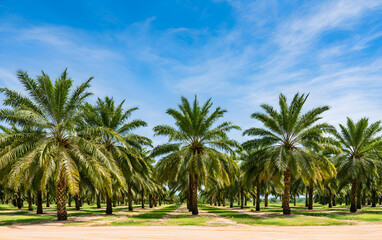 Fototapeta premium Palm oil plantation growing up with blue sky background.