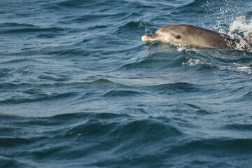 Indo-Pacific bottlenose dolphin (Tursiops aduncus) is a species of bottlenose dolphin. This photo was taken in Amakusa, Japan. © feathercollector