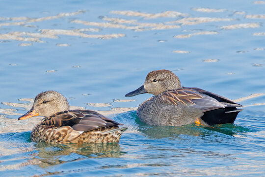 瀬戸内海で泳ぐオカヨシガモ(Gadwall)のつがい