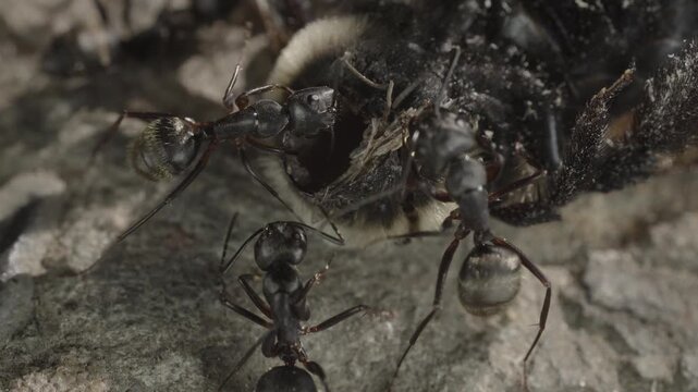 Extreme macro close up of black carpenter ants dissecting a dead carpenter bee