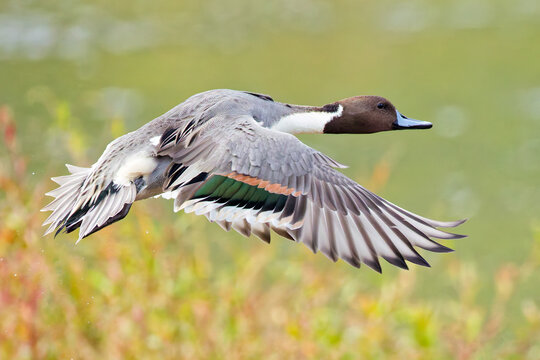 河原から飛び出すオナガガモ(Northern Pintail)の雄