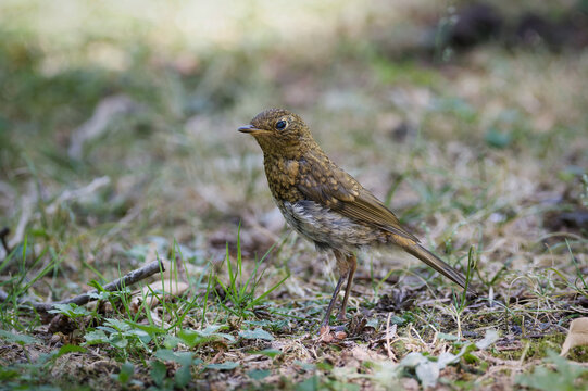 A young European robin (Erithacus rubecula) standing in the grass. Close-up of a fledgling bird with spotted juvenile plumage