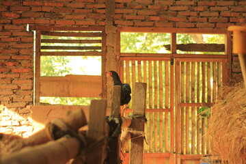 Black Rooster Standing in Traditional Bamboo Chicken Coop  © TANIANDRI