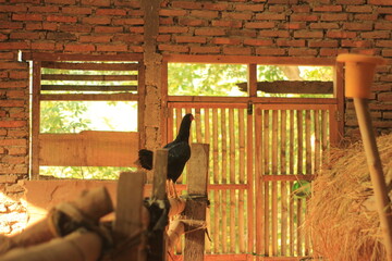 Black Rooster Standing in Traditional Bamboo Chicken Coop  © TANIANDRI