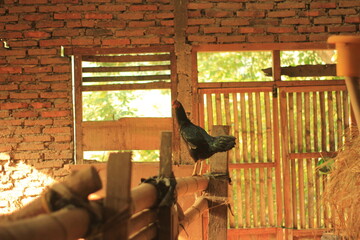 Black Rooster Standing in Traditional Bamboo Chicken Coop  © TANIANDRI