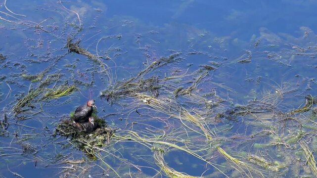 Birds mating on the surface of the water. Pair of little grebes displaying courtship behavior on the water.