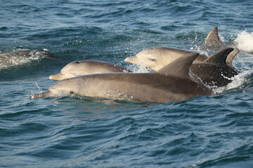 Indo-Pacific bottlenose dolphin (Tursiops aduncus) is a species of bottlenose dolphin. This photo was taken in Amakusa, Japan. © feathercollector