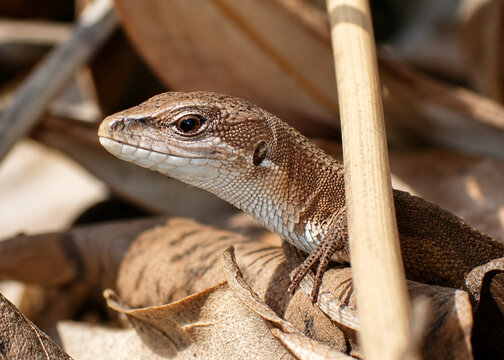 Macro Portrait of a Leaf-Litter Lizard