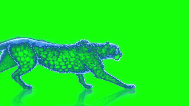 Blue hologram cheetah running reveal transition on green screen background