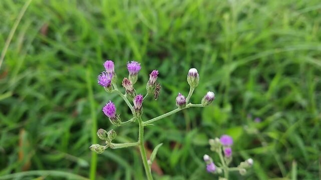 Cyanthillium cinereum purple wildflowers blooming among green grass, close up shot of little ironweed in the field