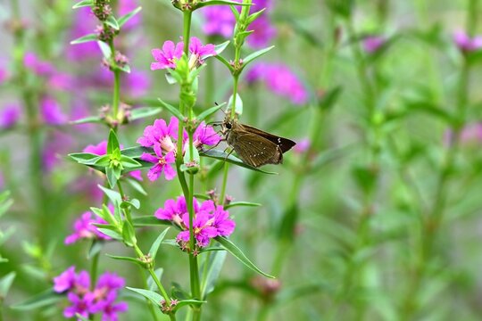 Japanese loosestrife ( Lythrum anceps ) flowers. Lythraceae perennial. It grows in wetlands and produces reddish-purple flowers in the summer.