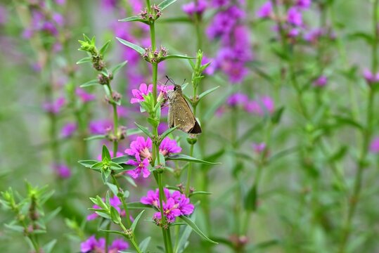 Japanese loosestrife ( Lythrum anceps ) flowers. Lythraceae perennial. It grows in wetlands and produces reddish-purple flowers in the summer.
