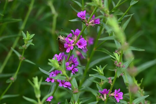 Japanese loosestrife ( Lythrum anceps ) flowers. Lythraceae perennial. It grows in wetlands and produces reddish-purple flowers in the summer.