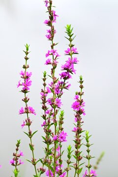 Japanese loosestrife ( Lythrum anceps ) flowers. Lythraceae perennial. It grows in wetlands and produces reddish-purple flowers in the summer.