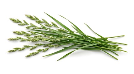 Fototapeta premium A bunch of fresh annual ryegrass stalks with green blades isolated on a white background, representing a common pasture forage and turf grass variety