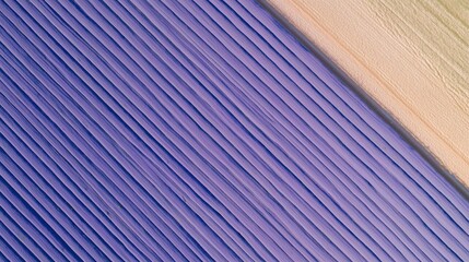 Fototapeta premium Aerial Lavender Farm with Long Violet Stripes