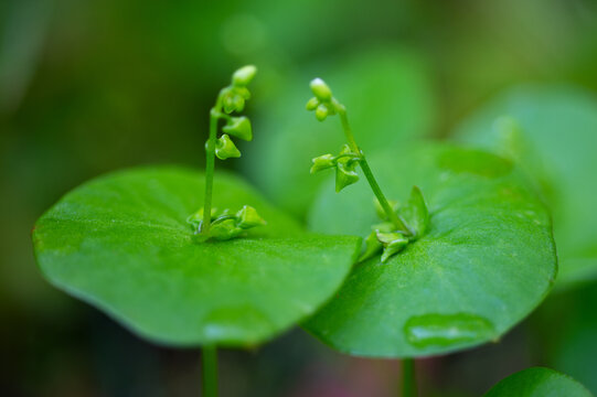 A morning dew drop lays on a spring green-colored leaf of Miner's lettuce.