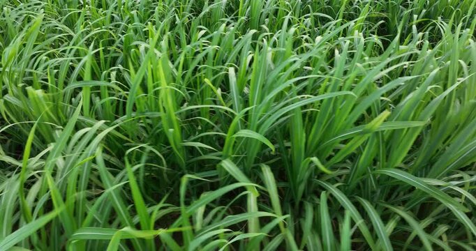 Aerial footage of sugarcane plants growing at field