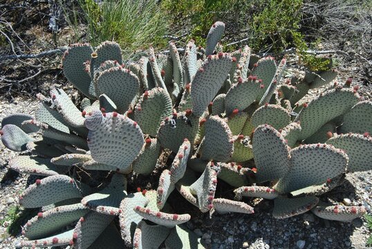 Brown‑spined prickly pear cactus with flowers at Death Valley National Park in California
