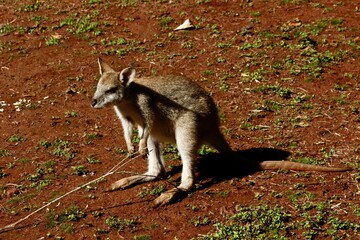 Wallaby walking across red soil in Queensland © Alejandro