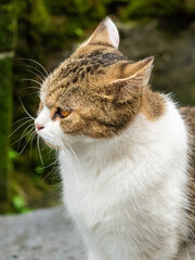 Side Profile Portrait of Alert Calico Tabby Cat Outdoors © Mochi Fox