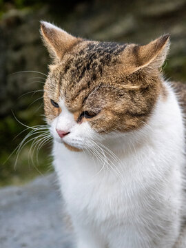 Close Up Portrait of Grumpy Calico Tabby Cat Outdoors