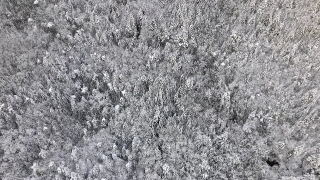 Majestic winter forest captured from above in new brunswick, where snow blankets the tall trees in serene beauty after a recent snowfall