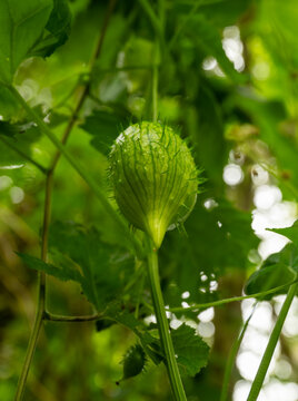Looking Up At The Spiky Bulbs Of Marah Plant In Redwood