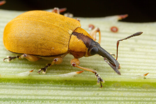 Yellow and brown weevil on leaf.