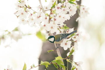 Japanese Tit looking cute and beautiful amongst the sakura in NIIgata, Japan.  © Russell